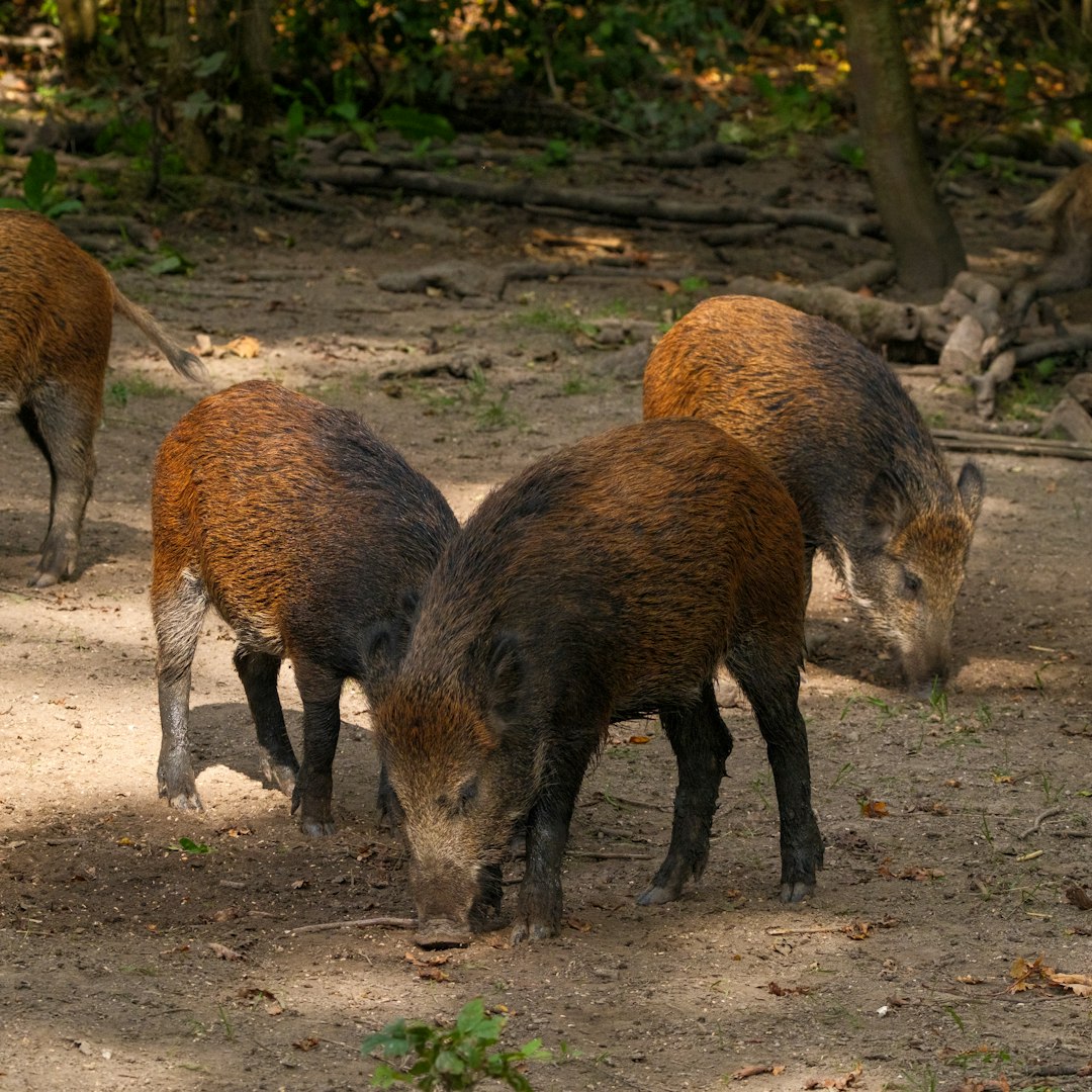 I tried 4 hog methods in Texas last week