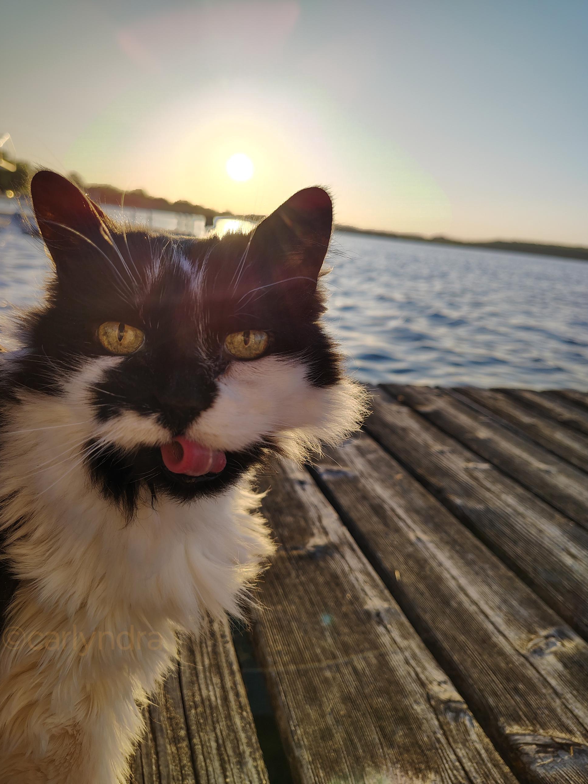 Sunrise Routine with My Senior Cat Boss