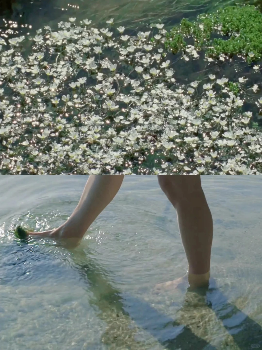 A Film That Smells Like Forest