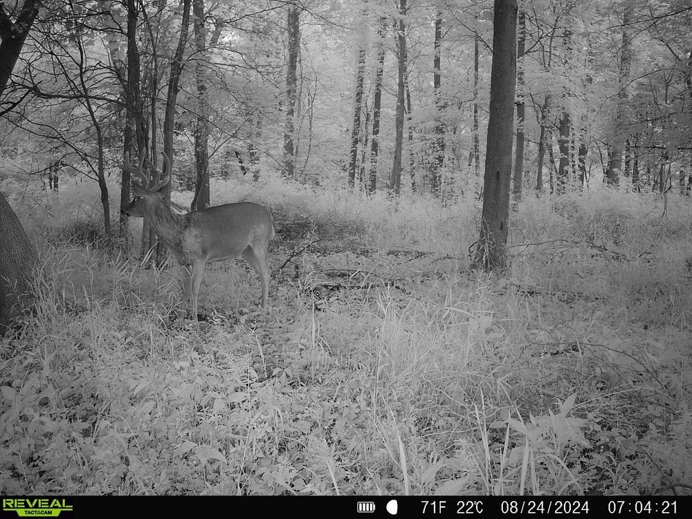 My wireless trail cam strategy during rut 📹
