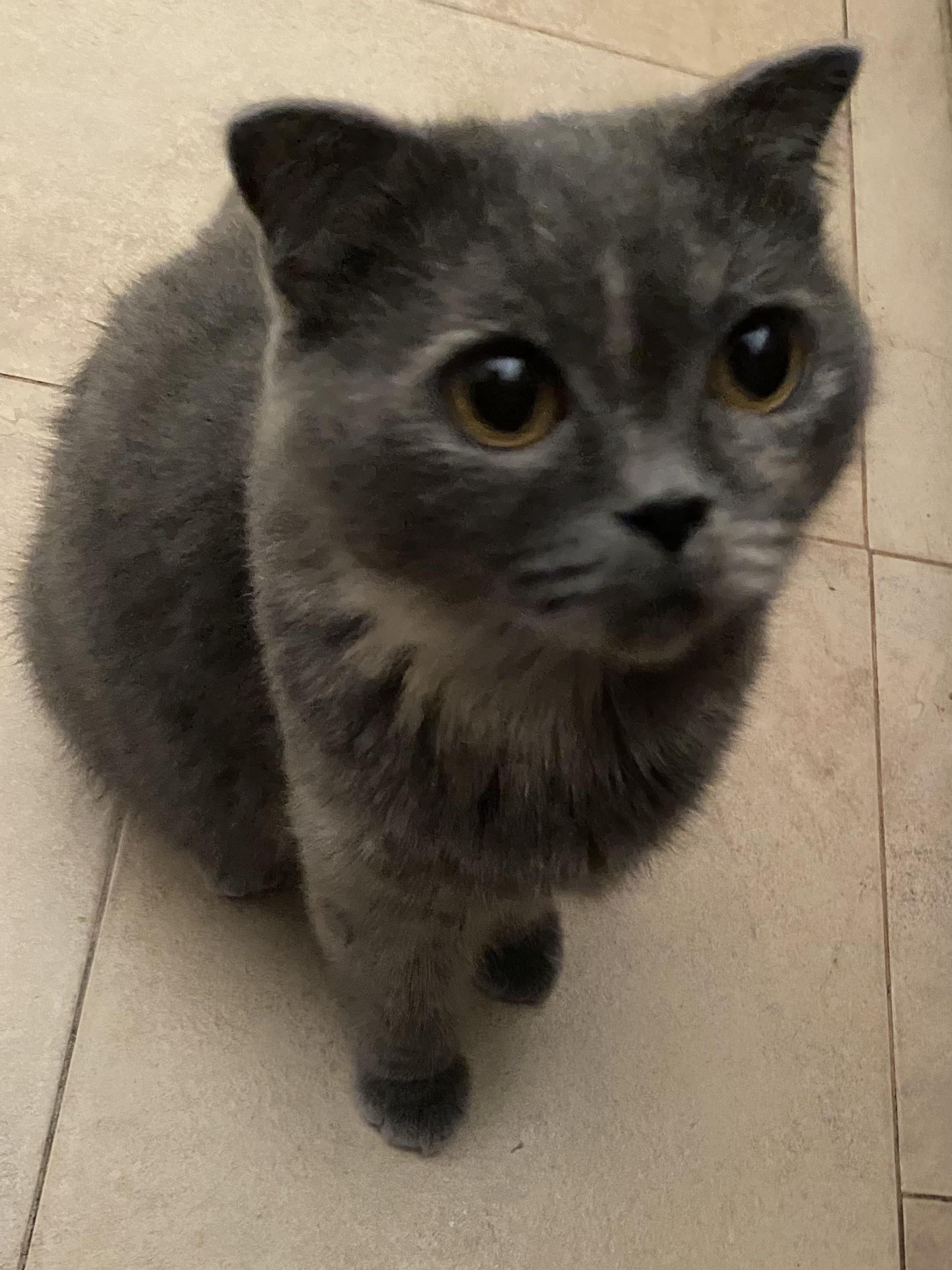 Confessions of a Cat Roommate: Life with Cookie