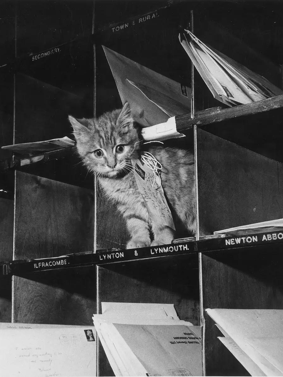 How a Lost Kitten Changed My Entire Week