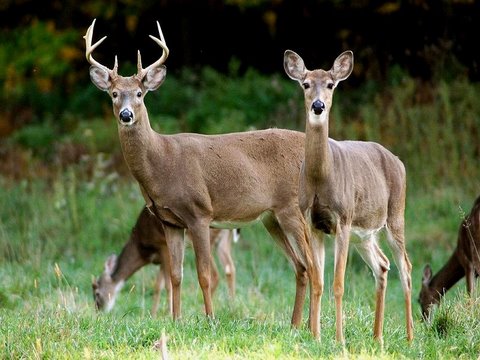 I almost shot a doe thinking it was a buck