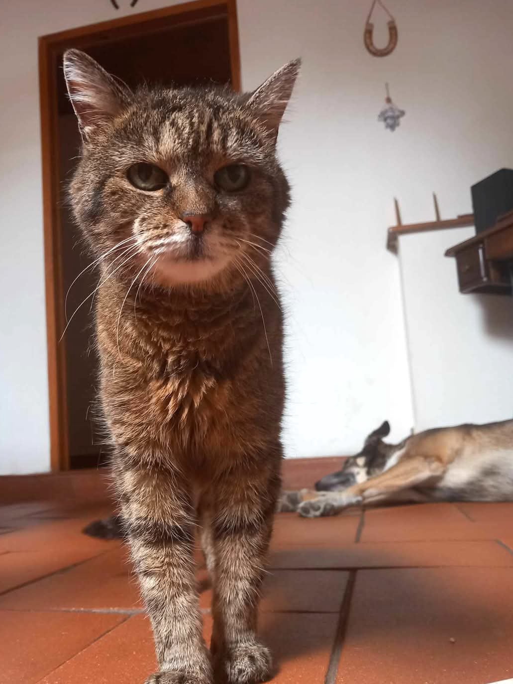 My Neighbor’s Cat Is Older Than My Job