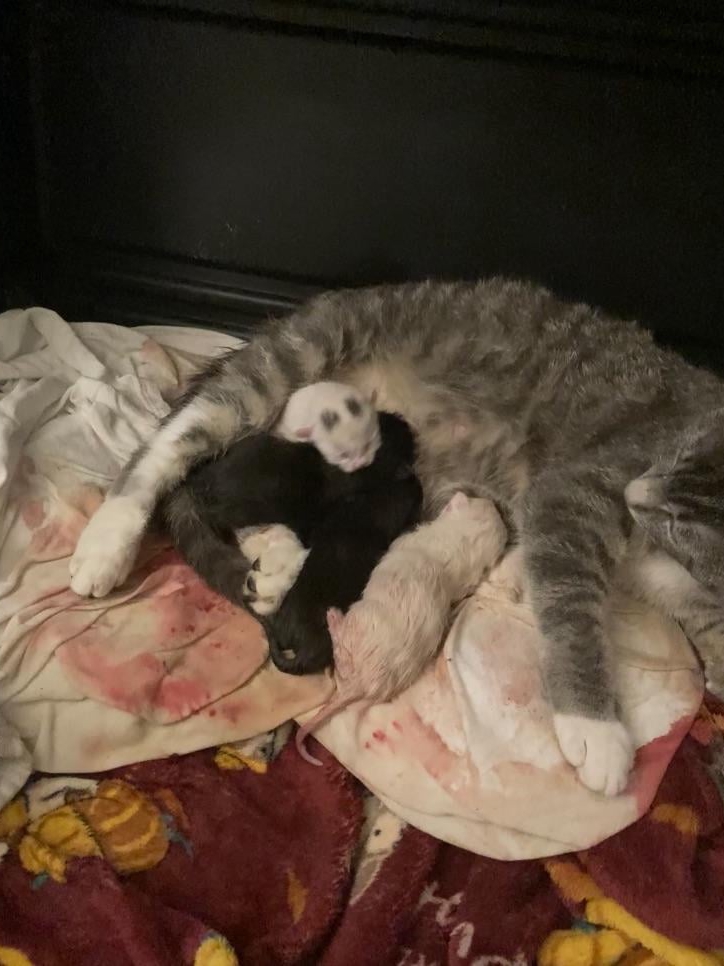 Adopted One Cat, Got a Whole Family