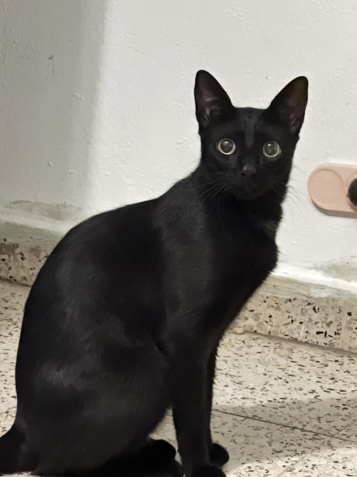 Living With a Tiny Shadow: My Black Cat Saga