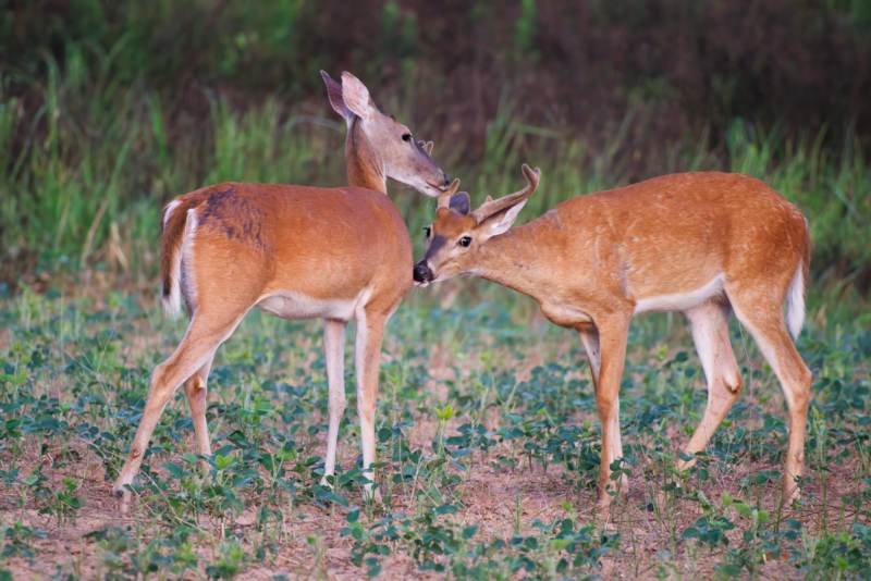 How I tell bucks from does in the field?