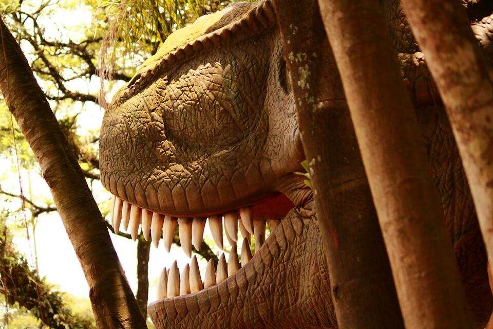 Microraptor Feathers: Real Dino Drama! 🦖