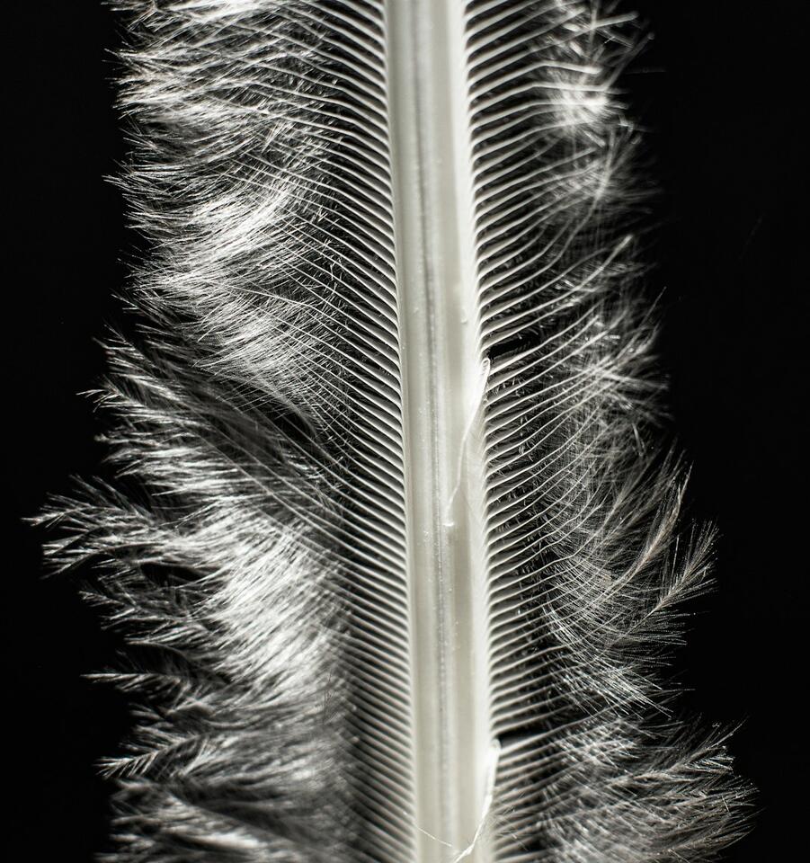 Microraptor Feathers: Real Dino Drama! 🦖