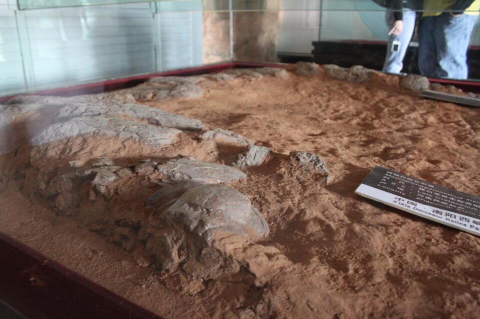 Microraptor Feathers: Real Dino Drama! 🦖
