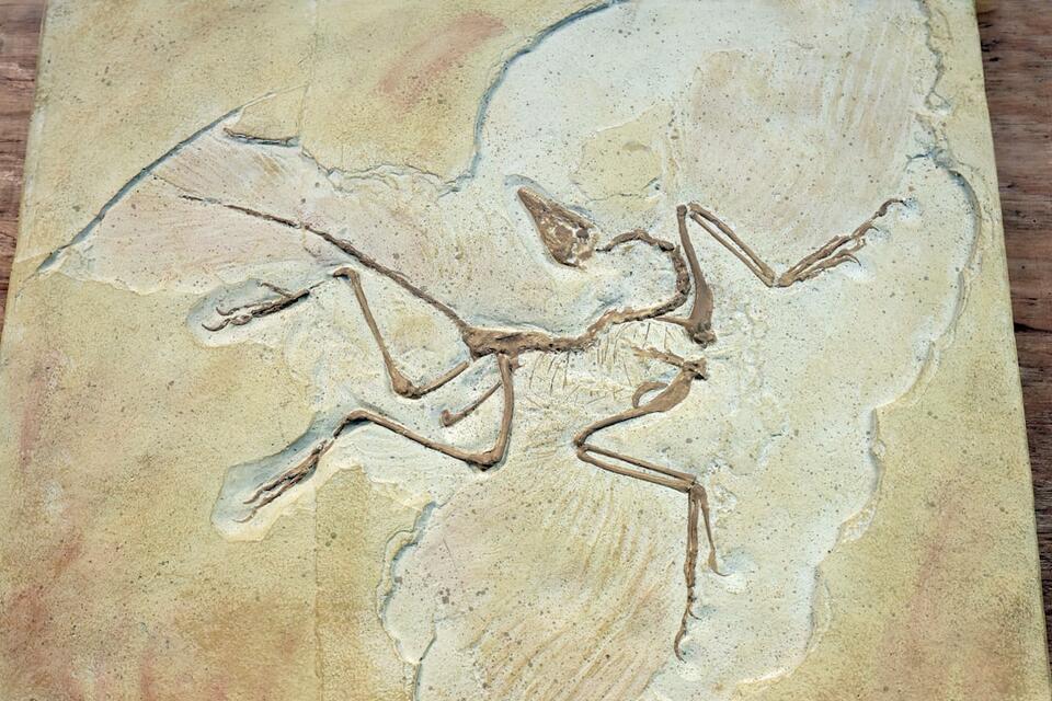 Microraptor Feathers: Real Dino Drama! 🦖