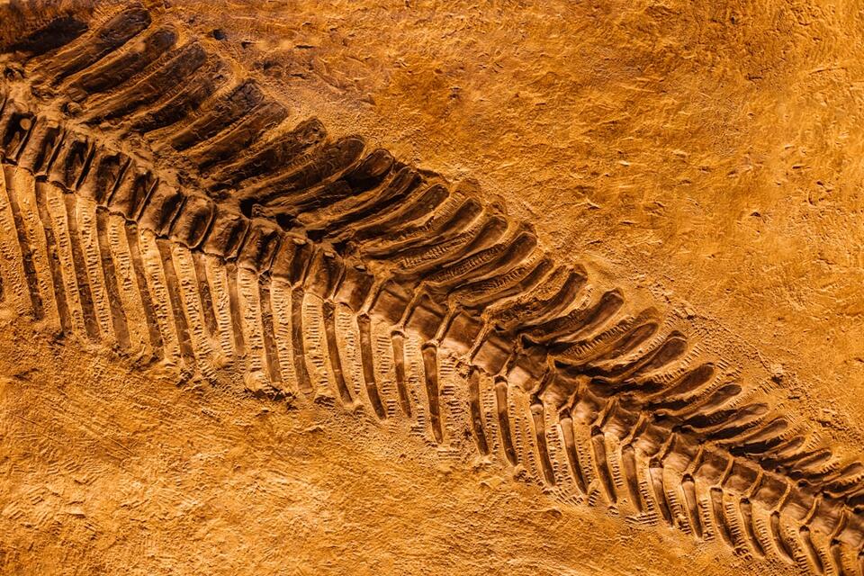 Microraptor Feathers: Real Dino Drama! 🦖