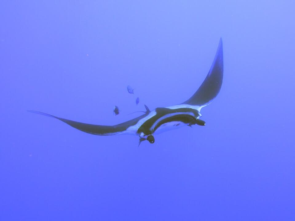 Microraptor Feathers: Real Dino Drama! 🦖