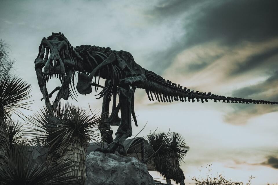 Microraptor Feathers: Real Dino Drama! 🦖