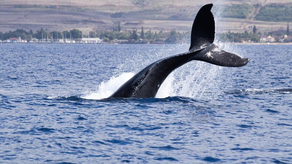 Big Fish Are Loading Up on Bitcoin Again