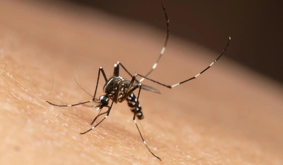 Mosquito Alert: West Nile Hits Early!