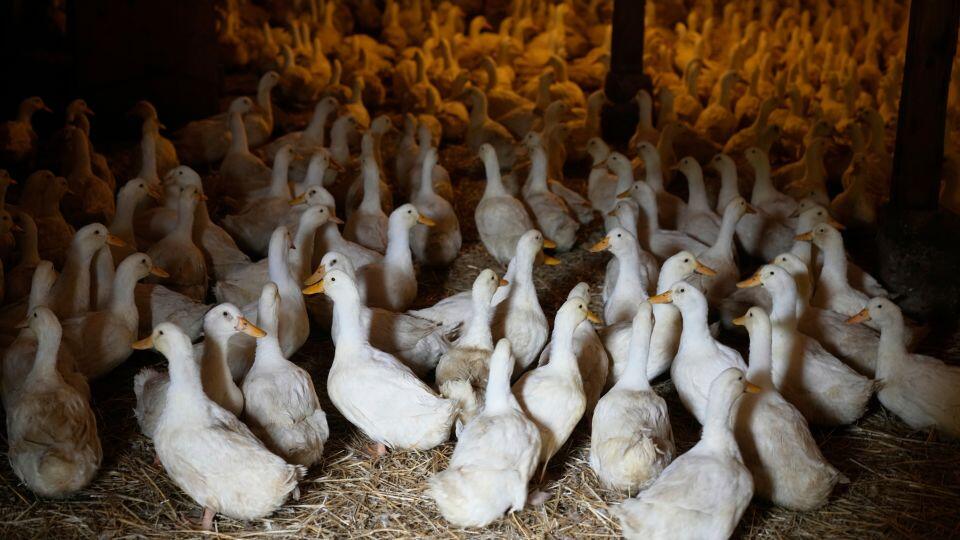 CDC Calls Off Bird Flu Emergency