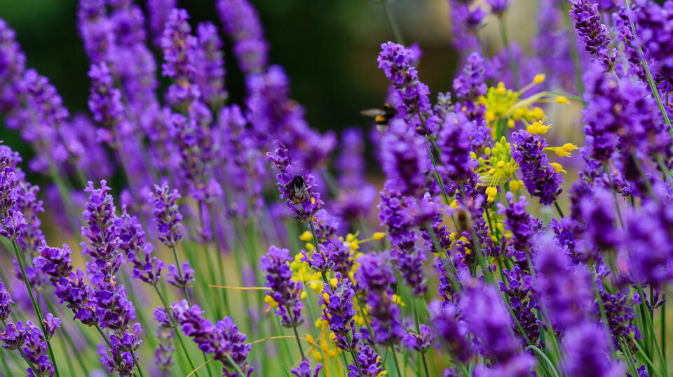 The Secret to Fuller Lavender Blooms