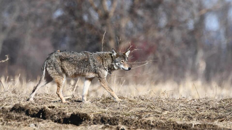 The Jackal Showed Up. I Almost Didn't