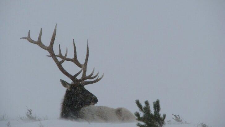 The Elk Was Preserved. I Wasn't