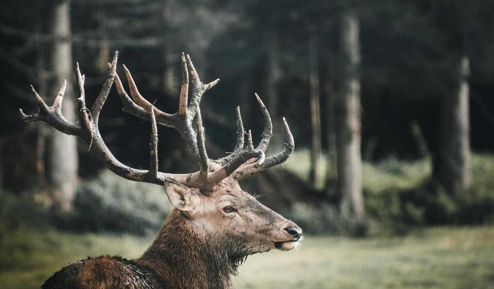The Elk Was Preserved. I Wasn't