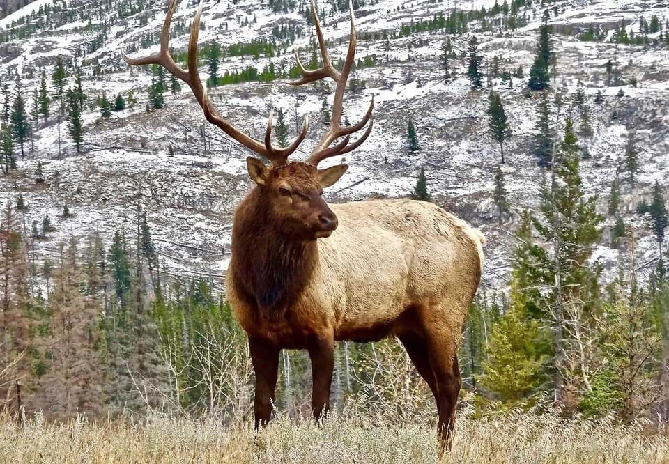 The Elk Was Preserved. I Wasn't