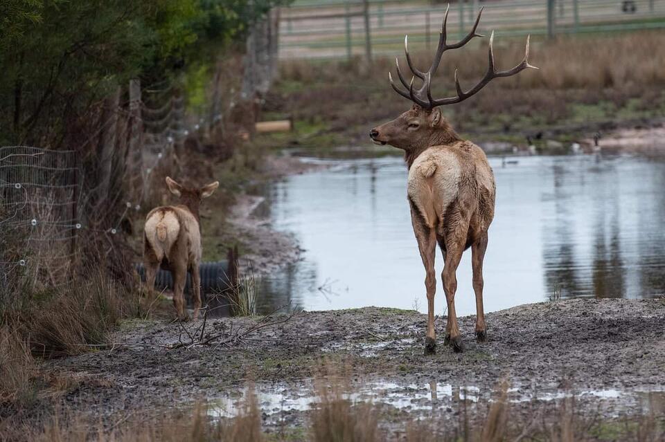 The Elk Was Preserved. I Wasn't