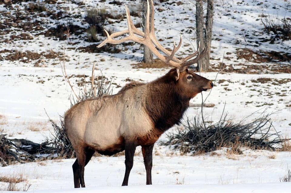 The Elk Was Preserved. I Wasn't