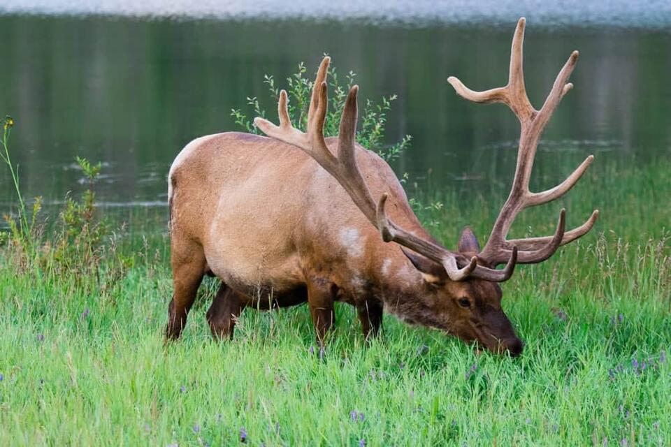 The Elk Was Preserved. I Wasn't