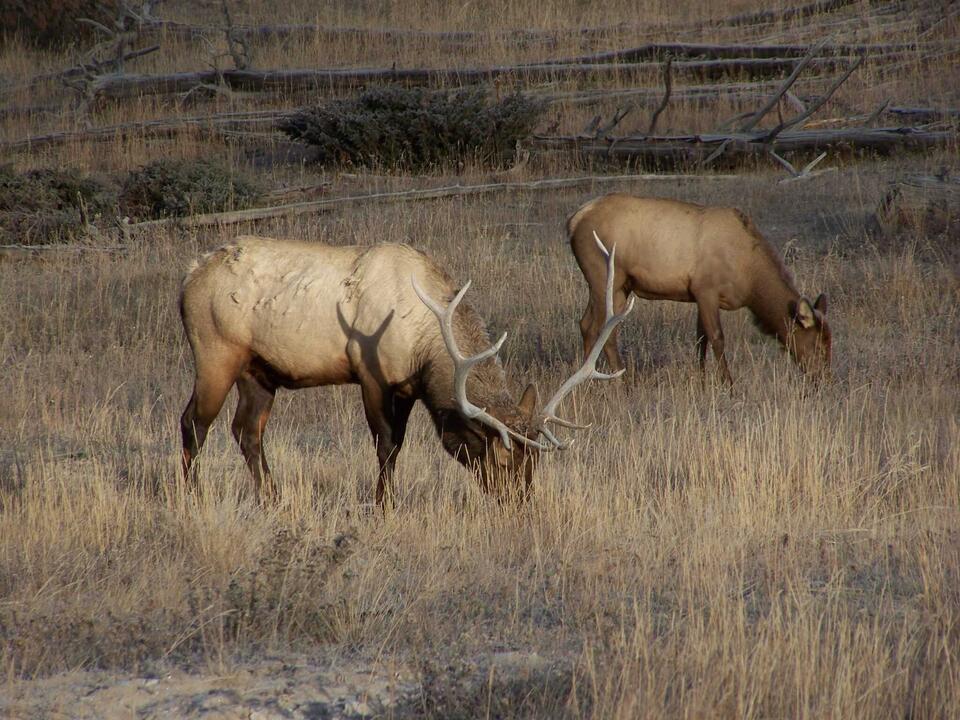 The Elk Was Preserved. I Wasn't