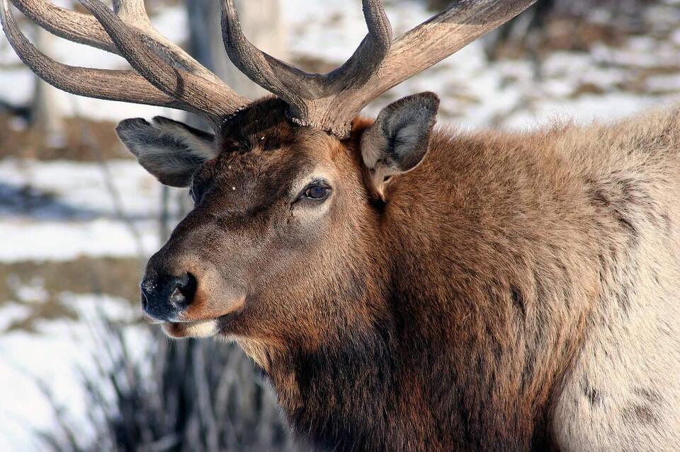 The Elk Was Preserved. I Wasn't