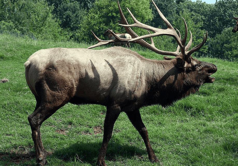 The Elk Was Preserved. I Wasn't