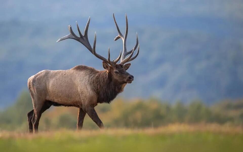The Elk Was Preserved. I Wasn't