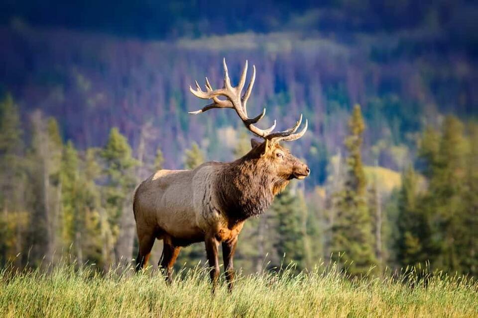 The Elk Was Preserved. I Wasn't