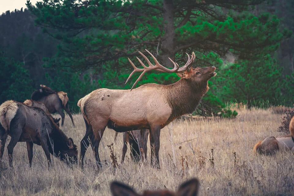 The Elk Was Preserved. I Wasn't