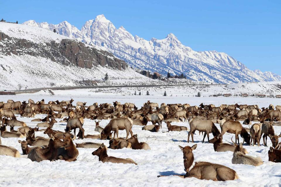 The Elk Was Preserved. I Wasn't