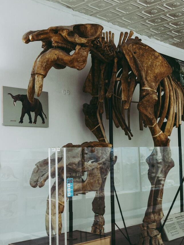 Microraptor Feathers: Real Dino Drama! 🦖