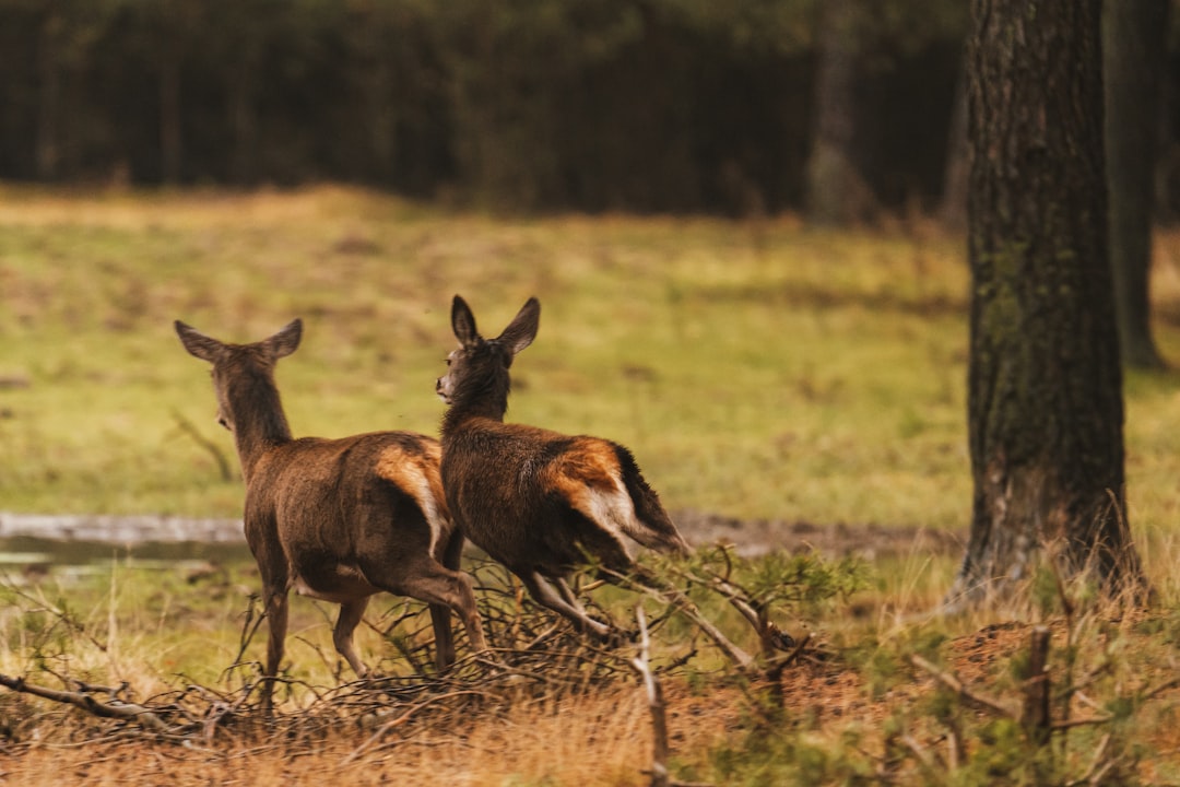 🦌 How I plan my multi-state deer hunts