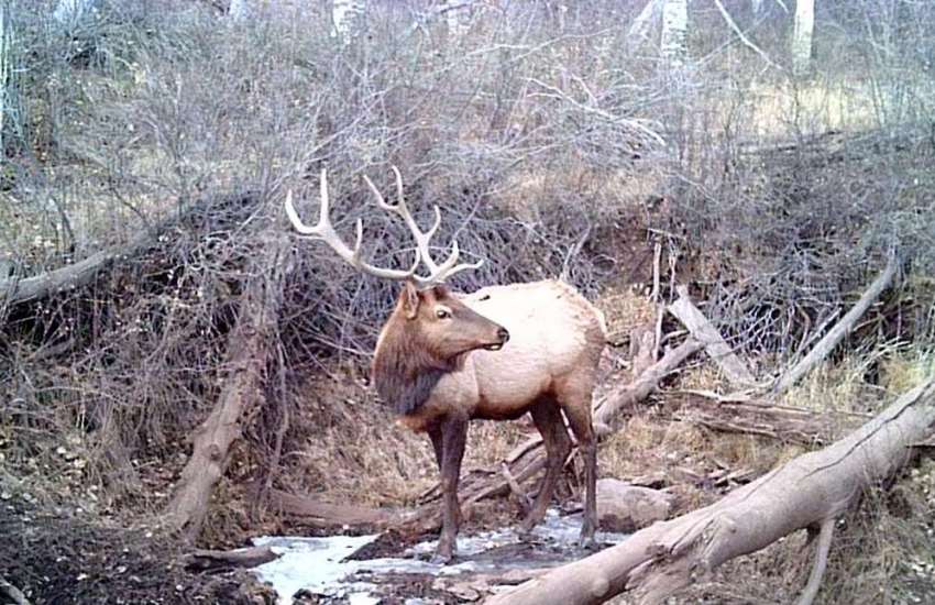 Do we really need to hike miles for elk?