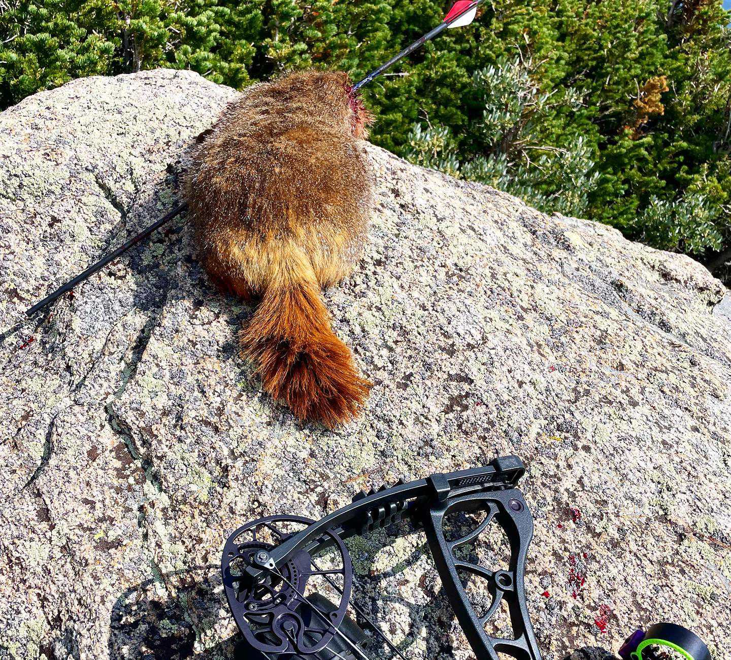Stop throwing away your marmot meat!