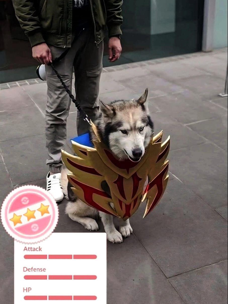 Was just playing Pokémon Go and found a Hundo Zamazenta in the wild 🐶💯