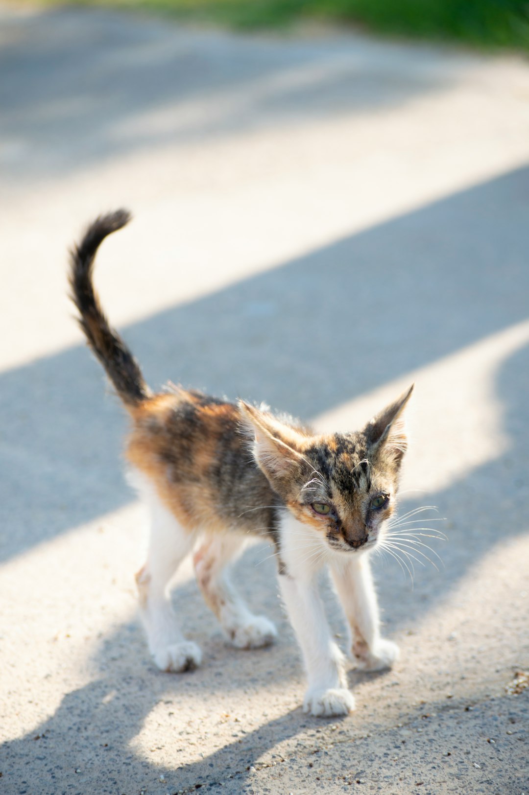 Scratched by a stray cat 