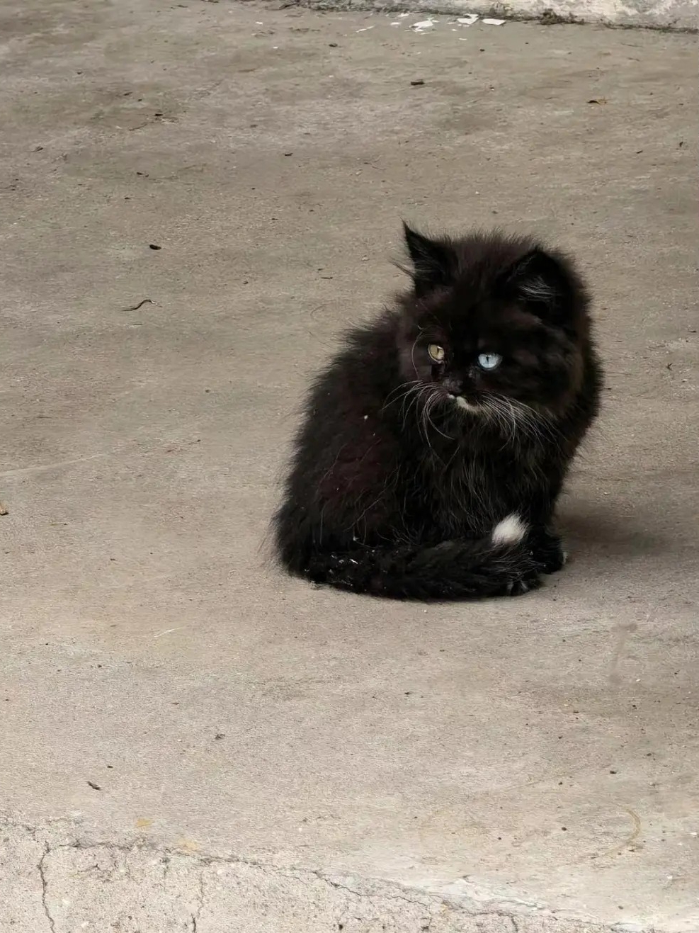 I photographed the hetero-pupil kitten!