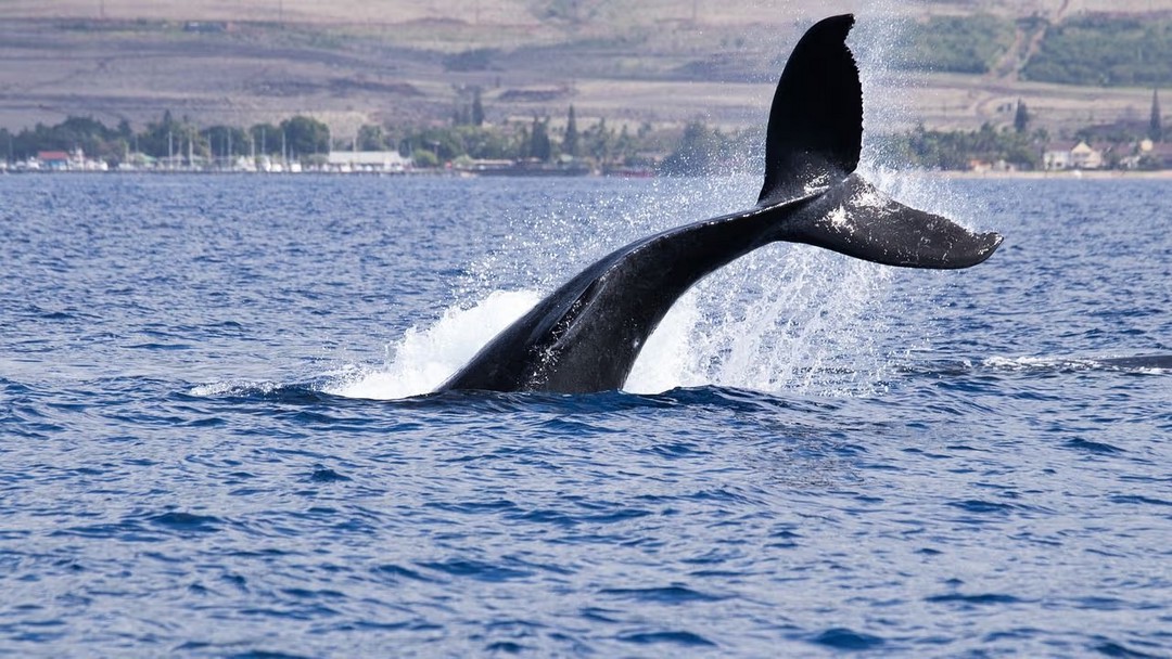crypto shrugs off whale moves—profit-taking hits sol & doge