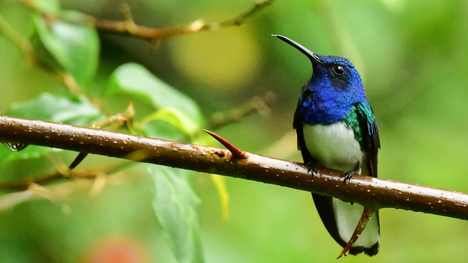 This Flower Drives Hummingbirds (and People) Wild