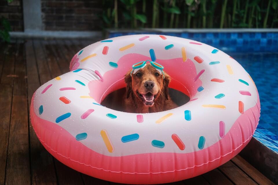 Golden Boys Steal the Pool Party!