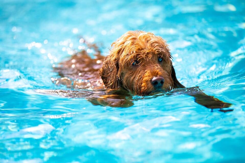 Goldendoodle Sisters’ Pool Day = Pure Joy