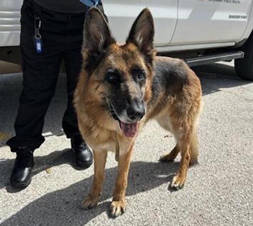 This Loyal Trucking Pup Needs a New Family