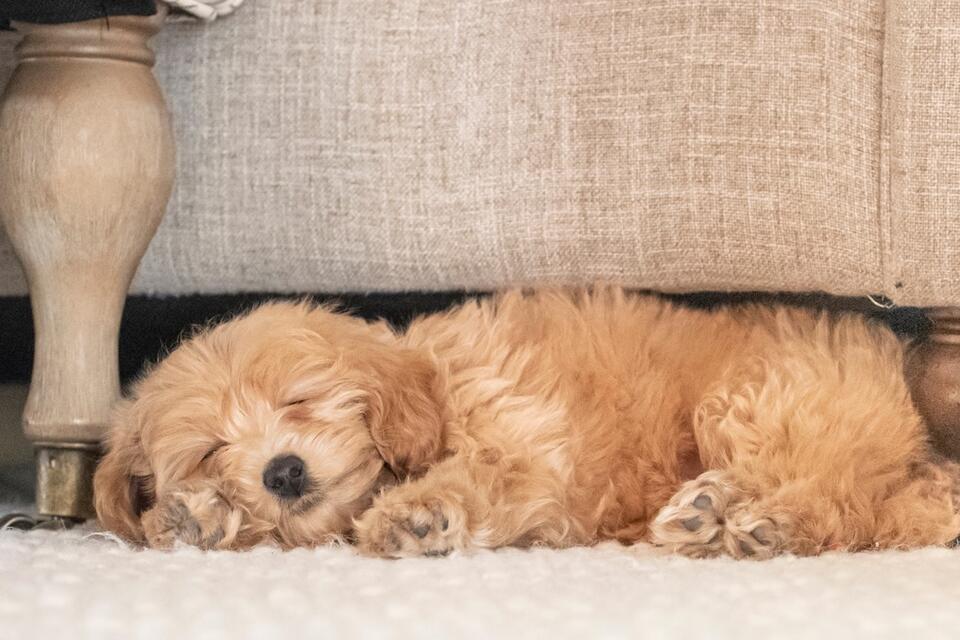 Goldendoodle Sisters’ Pool Day = Pure Joy