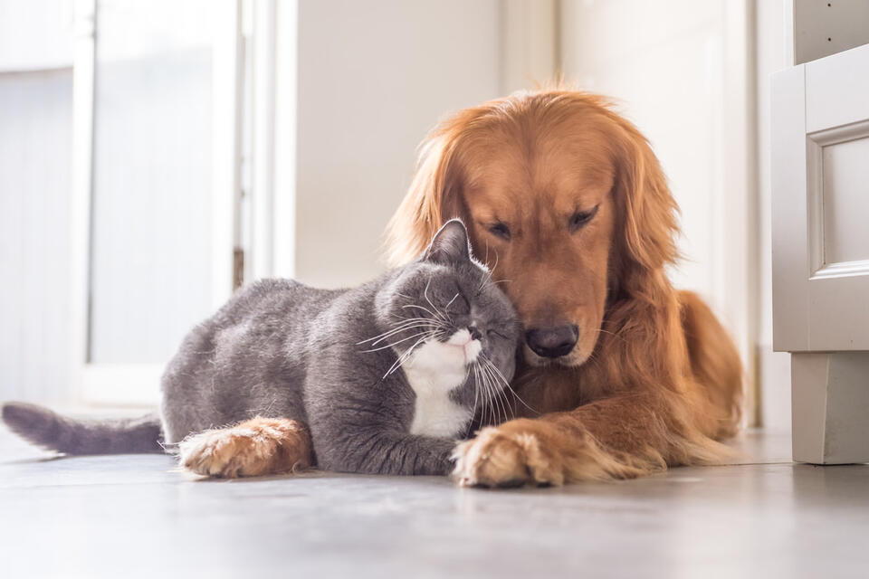 Cat Comforts Scared Pup During Fireworks